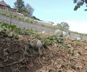 Koszulka na wyprawę do Gruzji