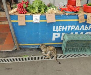 promostars warszawa kaliningrad