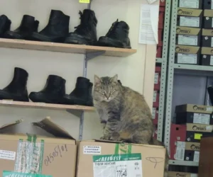 promostars warszawa kaliningrad